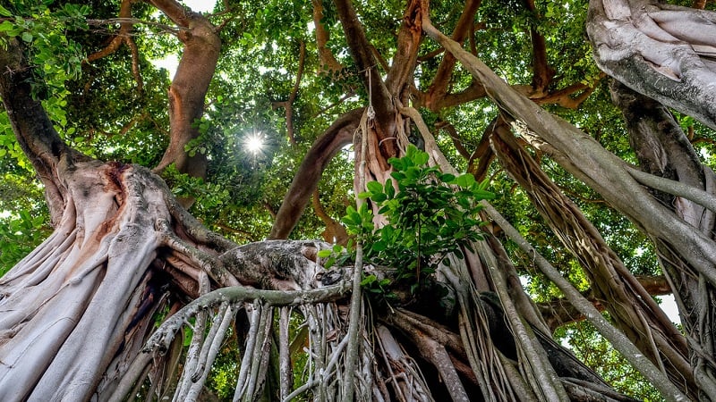 Prevulcanised natural rubber latex s the sap of the Hevea Brasiliensis tree.